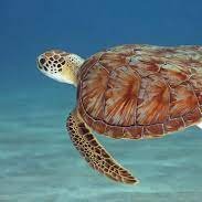 DrKellyHDunning's tweet photo. Please RT! Recruiting 2 fully funded MS positions: human dimensions of bottle nose dolphins and sea turtles, close work w/ state agency. If you have experience in creel surveys, fisheries, conservation, policy, this is for you: https://t.co/nCXZXZ6Fes
Jan start, apps due 10/31 https://t.co/wlZlNZ2EJl