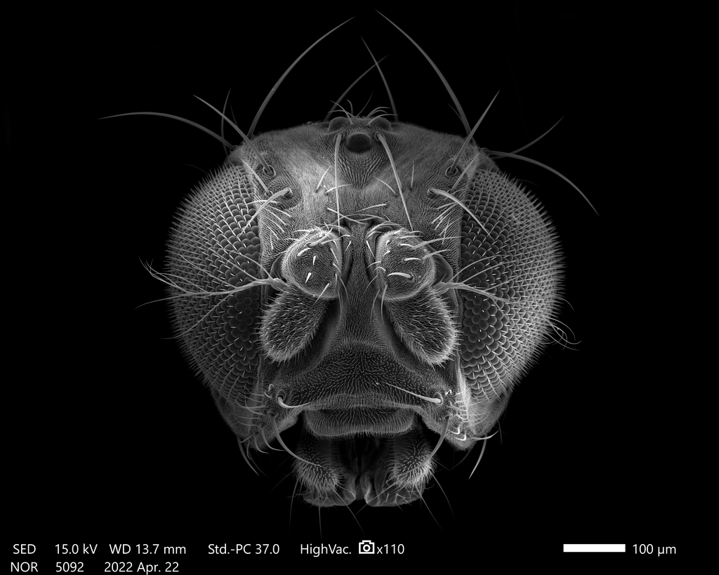 JEOLUSA's tweet image. Congratulations to this month&apos;s JEOL Image Contest Winner! Our applications team has voted, and Drosophila melanogaster/Oregon R Head by Kai Jürgens, a student at University of Osnabrück/Germany, wins! Taken on a JEOL JSM-IT200 SEM.