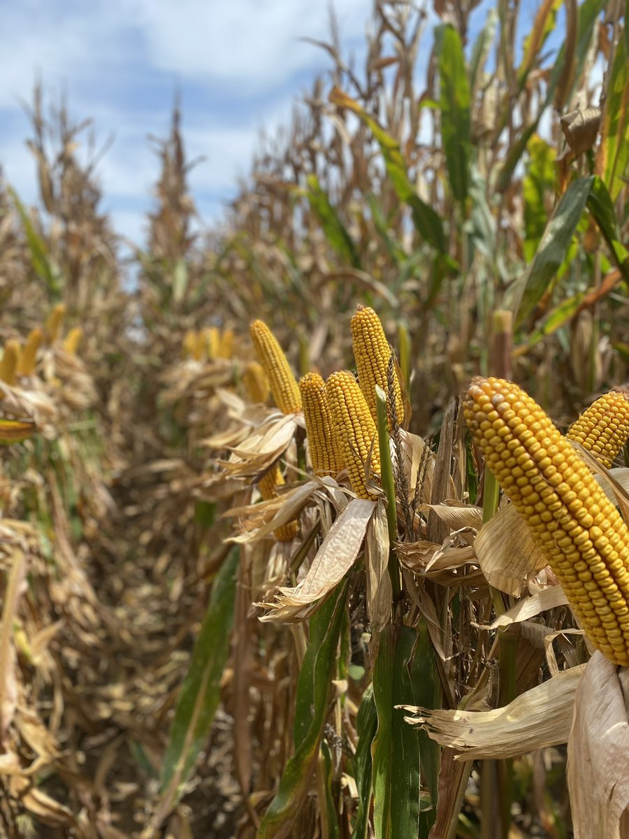 RevereSeed's tweet photo. Ear check. Getting up close and personal last week to check out the exceptional performance of this #Revere1707 in Stuttgart, Arkansas. #RevereCorn #prettycorn #farmingisanart https://t.co/gIs3vZtkG3