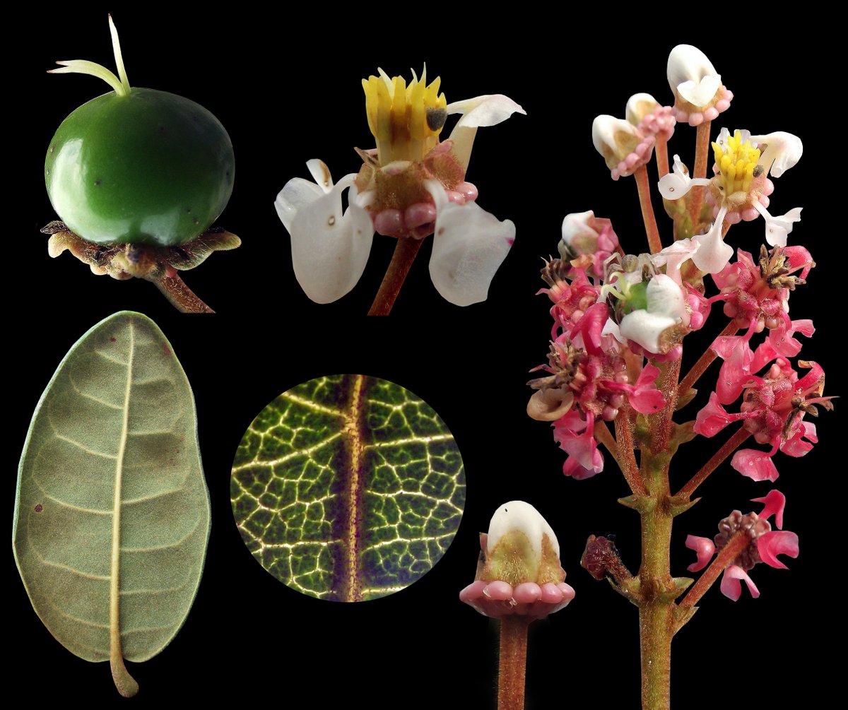 The_Al_meida's tweet photo. Byrsonima correifolia A.Juss. is a shrubby #Malpighiaceae endemic to #SDTFs of the Brazilian #Caatinga biome. Their flowers are born white and after #pollination turns pink to reddish. #iamabotanist #muricis #nanches https://t.co/ksFqj0n0ER