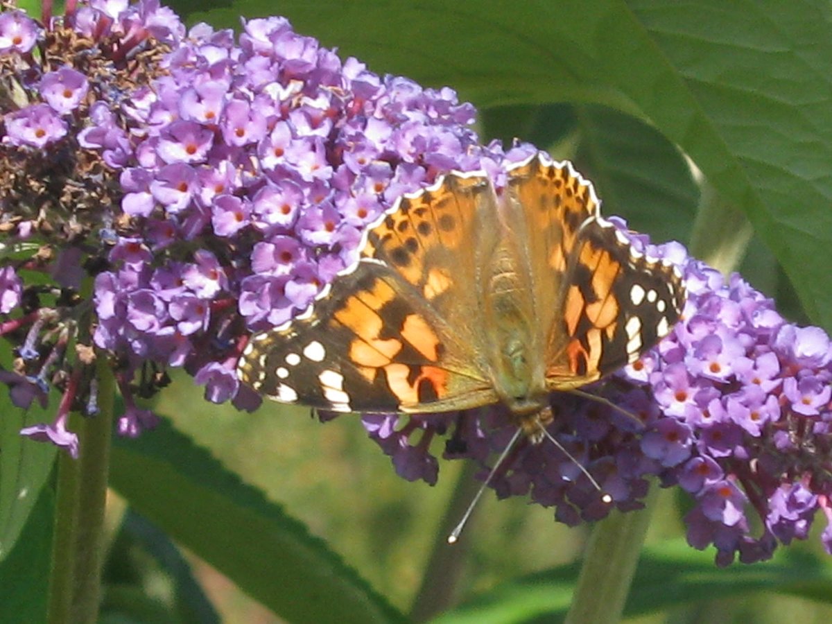 demurely38's tweet photo. You know the climate is f**ked when the buddleia flowers again in September AND there's a #paintedlady
#NEVERseenthatbefore https://t.co/JzF5mfSBVa