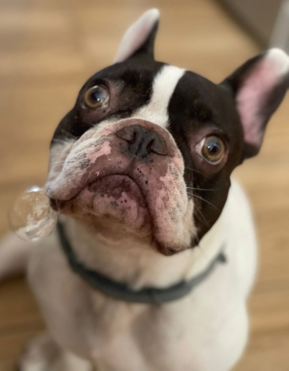 @srtagalicia.bsky.social tweet media