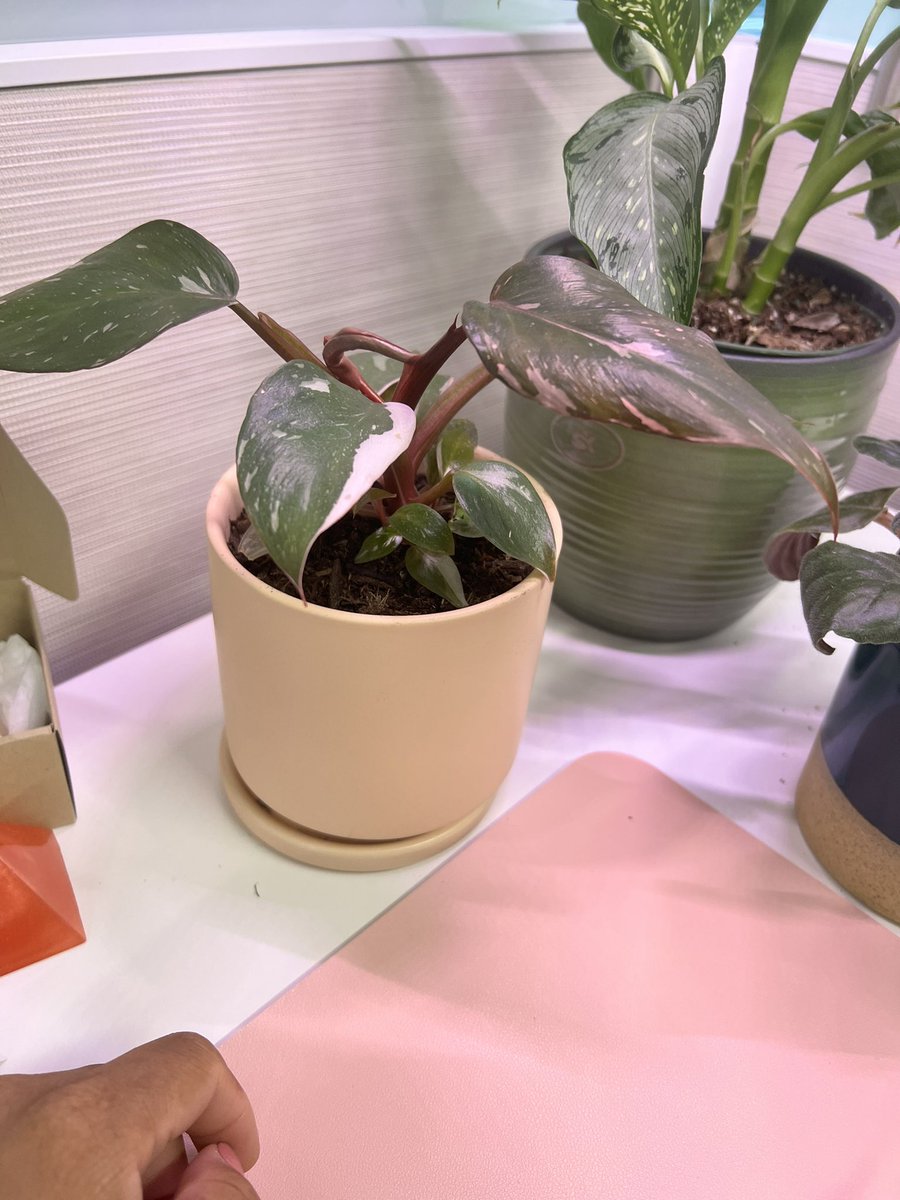 My work set up, and a close up on my Philodendron Pink Princess (that I totally bought after seeing it on twitter the other work). I need more art to hang.