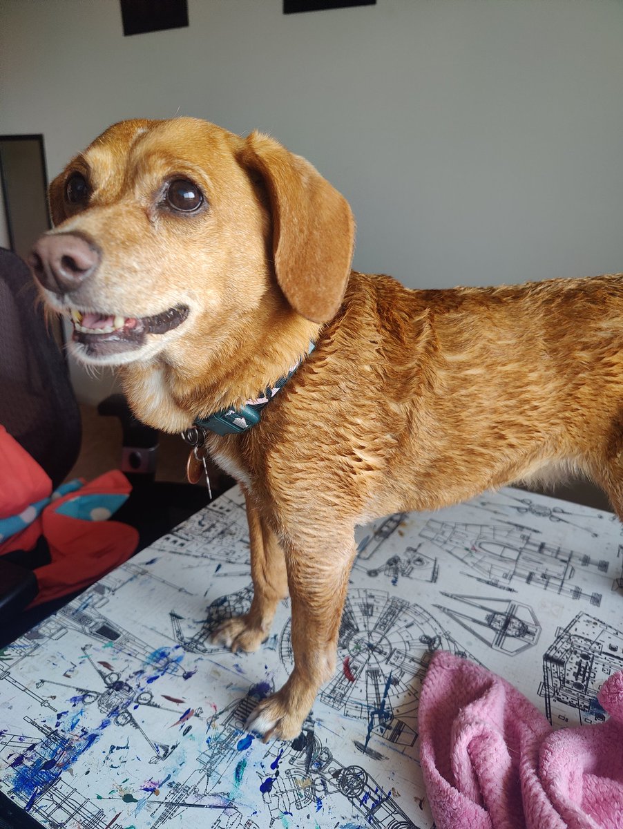 NutChatfield's tweet photo. I got a bath this morning:( now I have to sit around ALL DAY with fuzzy scales because I'm a "slow dryer". Ridiculous. https://t.co/Gi3vnEkT3e