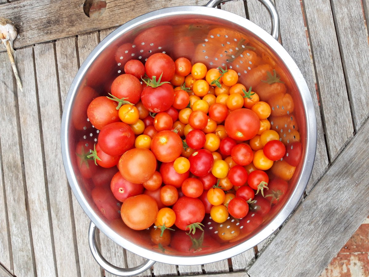 Tomato harvest is looking good at strawberrycottage.co.uk
