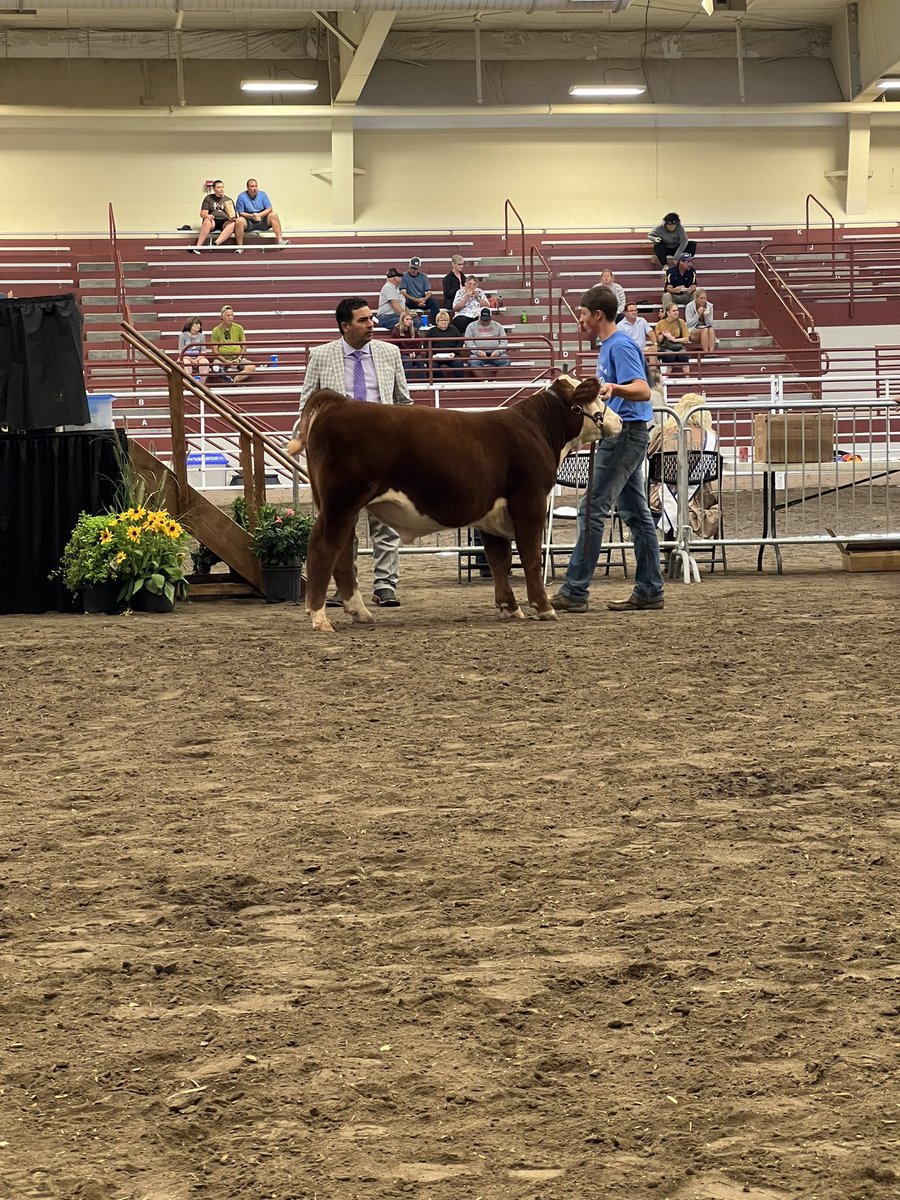 Champion Hereford Bull at the State Fair. Congrats to Devin Danielson!!