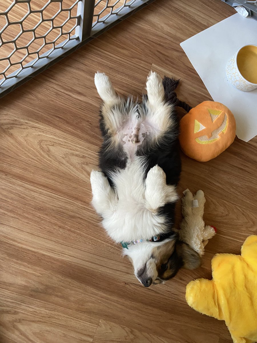 rechalho's tweet photo. Got a corgi just to observe his sleeping positions https://t.co/jaeUM3VOJ8