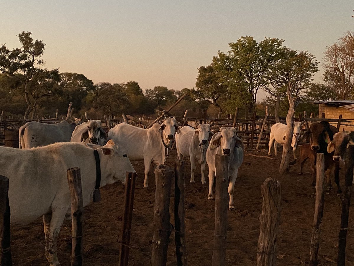 abel4moyo's tweet photo. Nothing beats the whites and sunset 🥰 step by step we reach the goal. #zim #ZimAgricRising https://t.co/T8DmViKIRk