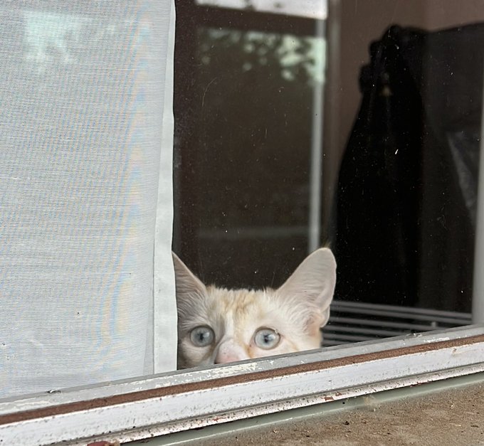 Being watched while I suntan by my cat https://t.co/w7uyNKnjRb