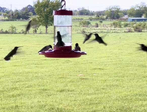 dbob48's tweet photo. ODE TO THE HUMMINGBIRD https://t.co/gFikeRvZ5J