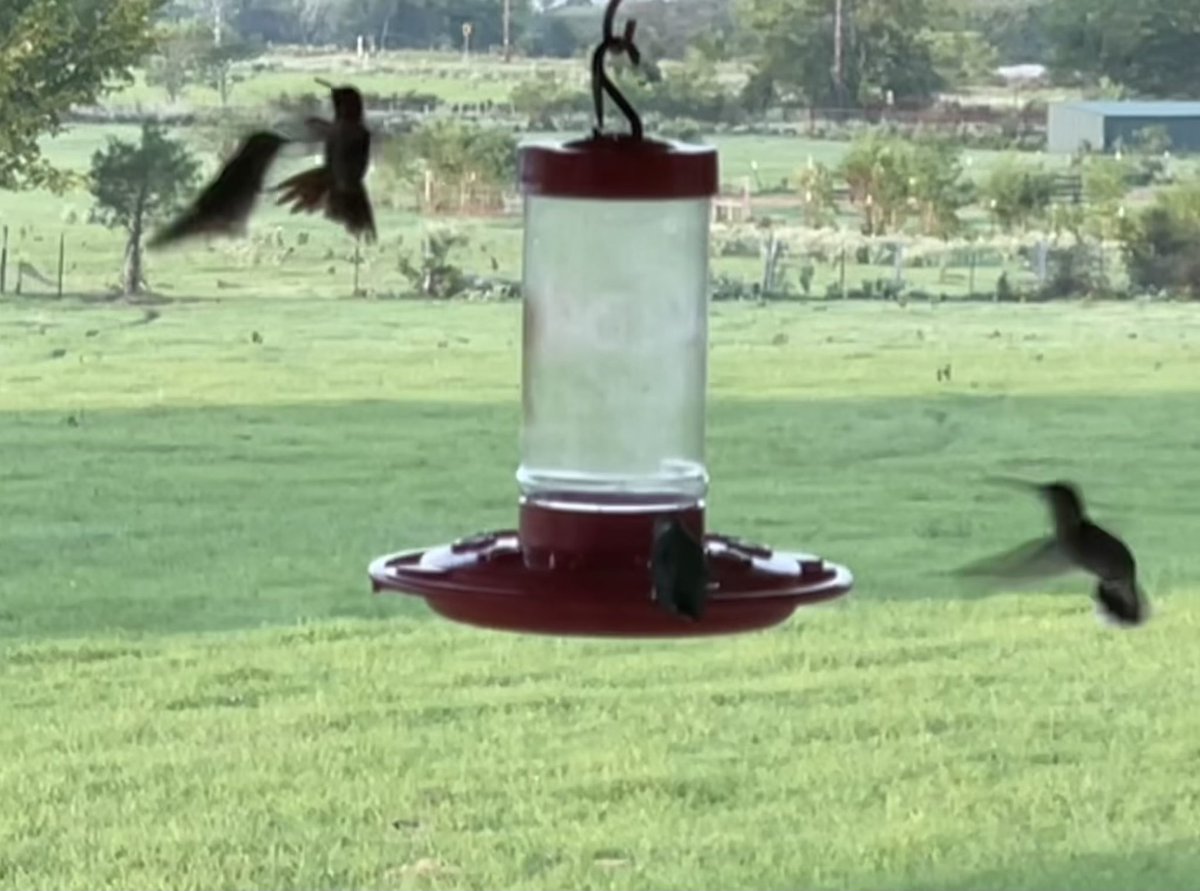 dbob48's tweet photo. ODE TO THE HUMMINGBIRD https://t.co/gFikeRvZ5J