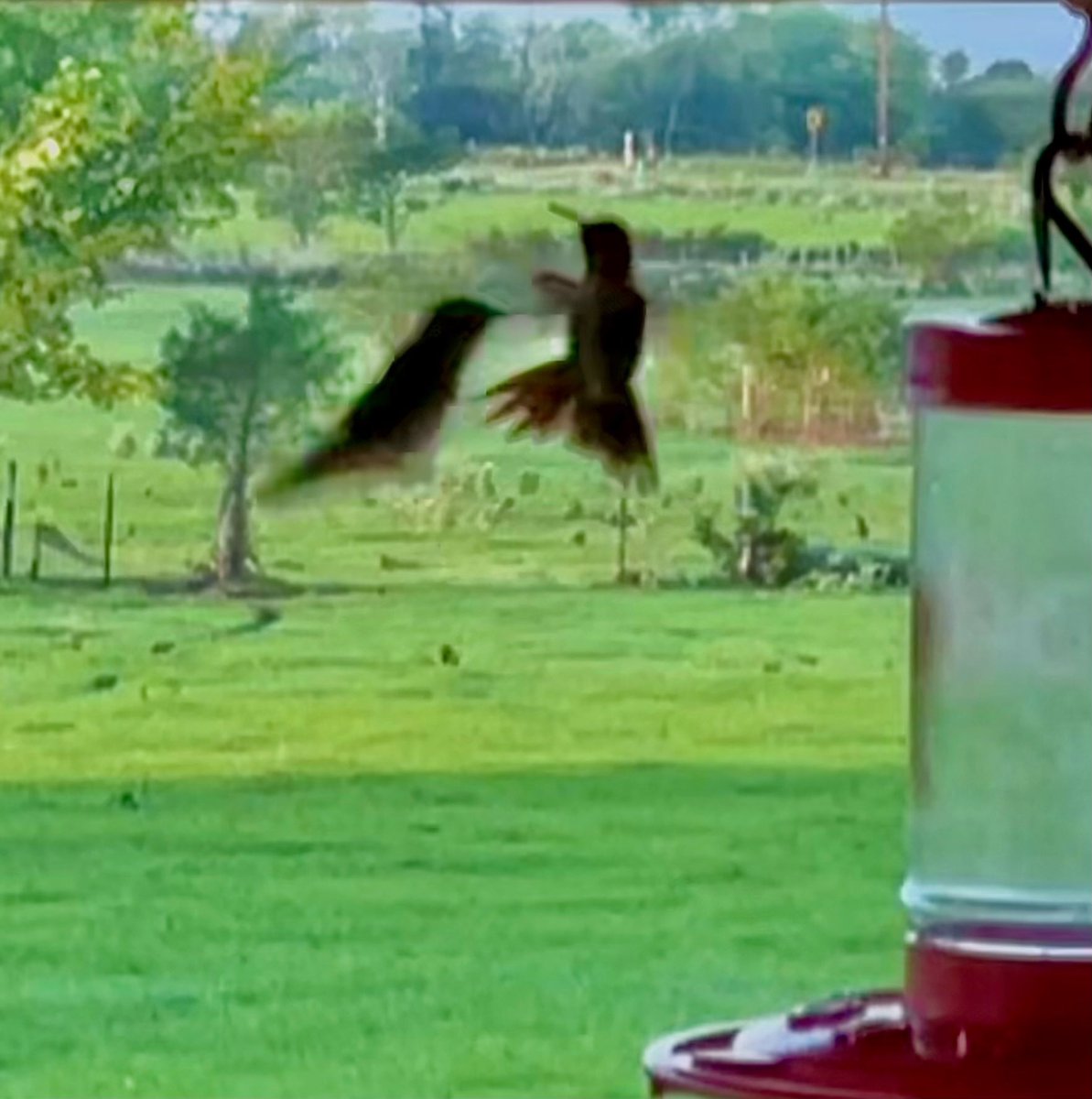 dbob48's tweet photo. ODE TO THE HUMMINGBIRD https://t.co/gFikeRvZ5J