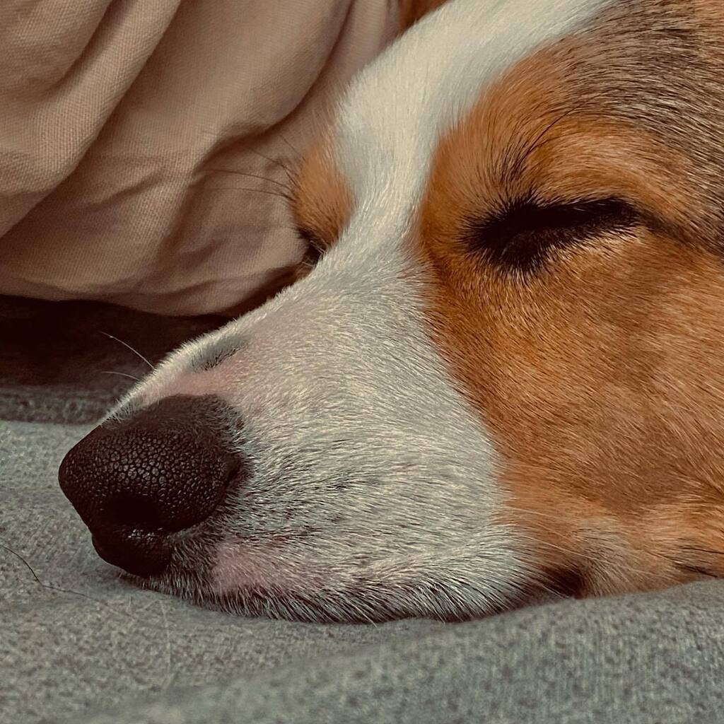 CorgMarshall's tweet image. Weekends are hard. Long weekends are devastating. Must. Rest. And drool.
 E(’,•b… instagr.am/p/CiLADRZOh7Z/