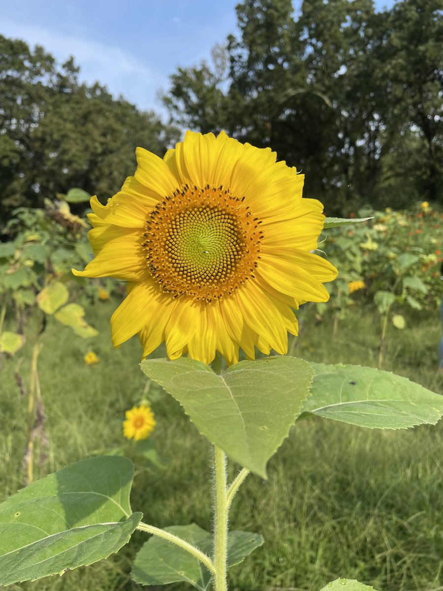 HopeMKlug's tweet photo. My Environmental Stats @UTC_BGE grad students were able to get out of the computer lab and into this beautiful field today thanks to @hunt_nyssa https://t.co/nwahZORFuY