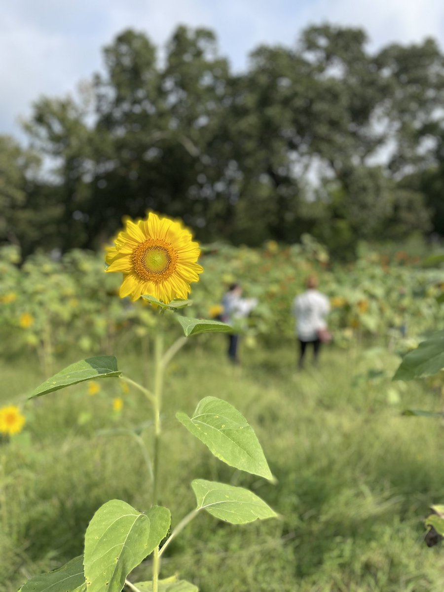 HopeMKlug's tweet photo. My Environmental Stats @UTC_BGE grad students were able to get out of the computer lab and into this beautiful field today thanks to @hunt_nyssa https://t.co/nwahZORFuY