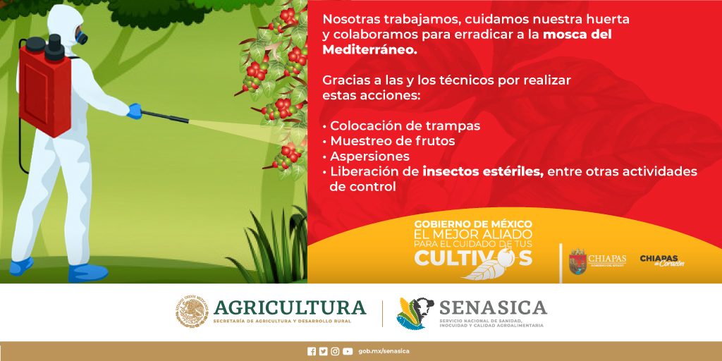 SENASICA's tweet photo. Trabajando en conjunto no hay mosca que se nos pare 🪰@ChiapasGobierno @SAGyP_Oficial https://t.co/O4Q8UoeiUo