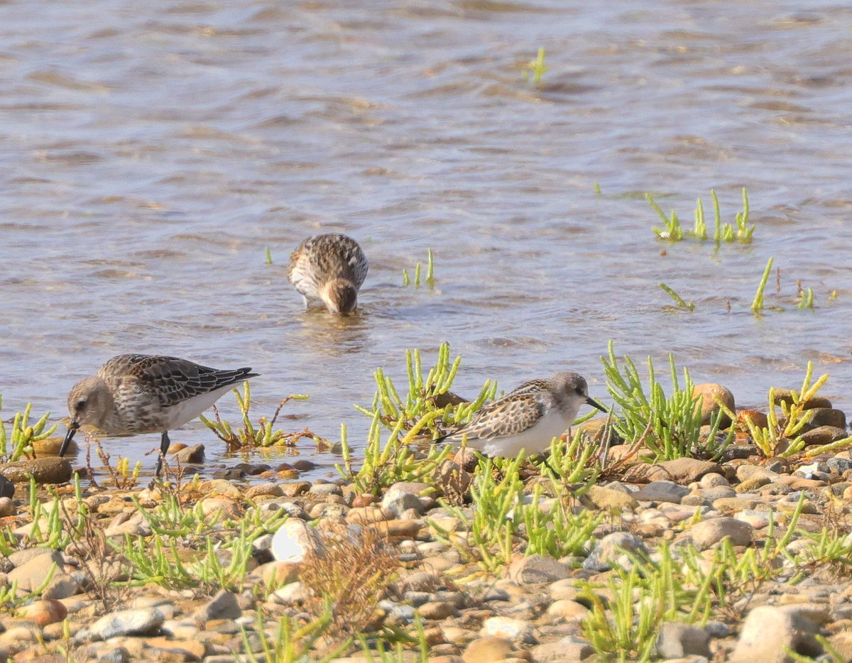 Tom Brereton tweet media