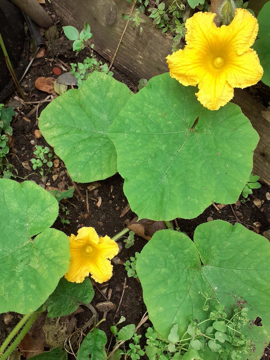 Brixton Neighbourhood Forum tweet media