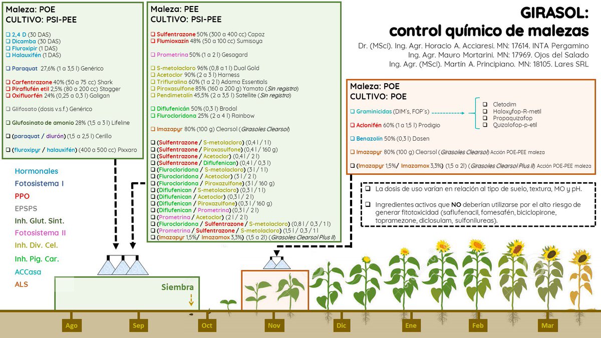 ‼️ Infografía de #controlquímico de #malezas en girasol 🌻 
Llenando el álbum del #manejomalezasintegrado de <a href="/MalezaPergamino/">Malezas EEA Inta Pergamino</a> 
Con el aporte goleador de <a href="/MartnPrinci/">Martín Principiano</a> y la pisada de <a href="/MMortarini/">Mauro MORTARINI🇦🇷</a> 
#weedteam ☘️🍀🌱🧩♻️
Disponible en:
👇🏽
inta.gob.ar/documentos/gir…