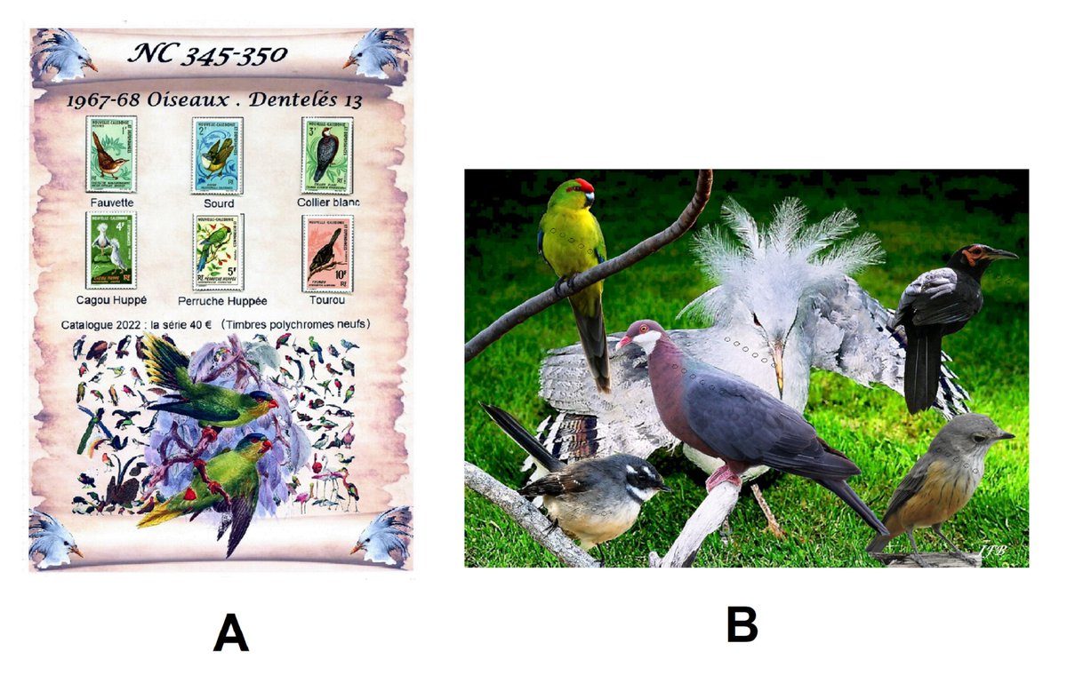 barbierjeanf's tweet photo. A promotional offer for this creation, a unique item made in 1 single copy
The birds of New Caledonia, complete and vintage series of collectible stamps by JFBdecor https://t.co/tG43Q8SSBa via @Etsy
#newcaledoniastamp1967 #customizablecard #vintagebirdstamp #A4artprint #giftidea https://t.co/o6VSHoN6jk