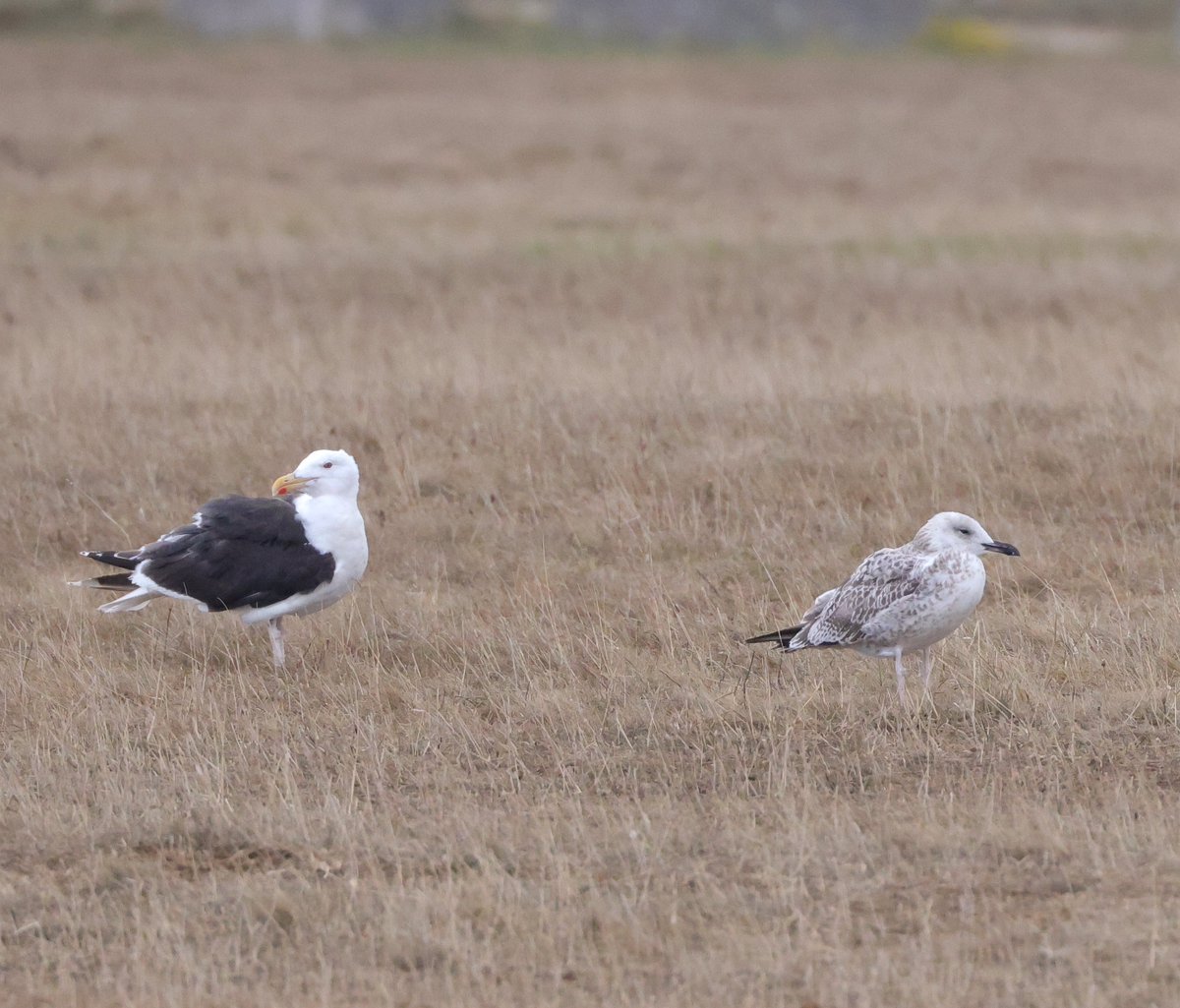 Tom Brereton tweet media