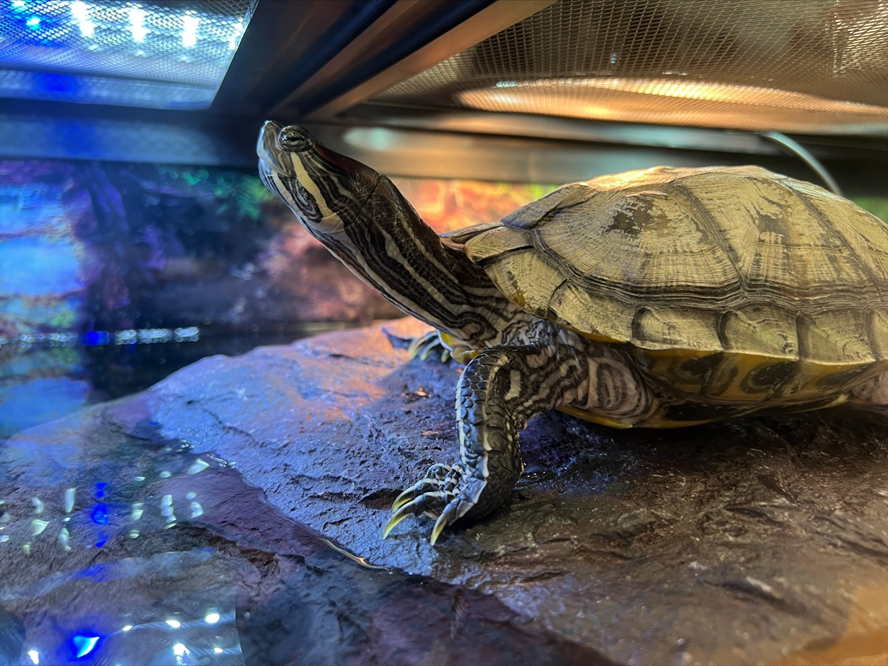 WellandMuseum's tweet photo. #TurtleTuesdays: Did you know red-eared sliders can live for approximately 20 years! That’s a long commitment, just like Allies neck!
#Welland #Museum #Redearedsliders #Turtles #ItsAllWellandGood https://t.co/mVpjJhIwPd