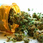Photo by Global Cannabis Partnership (@GCPship)
