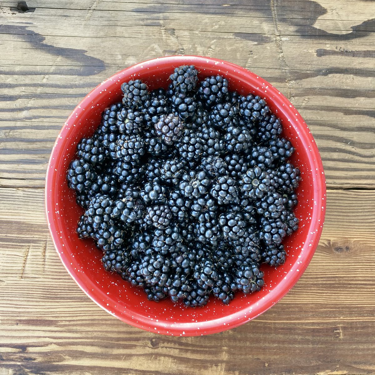 Sara | Go Gingham tweet media