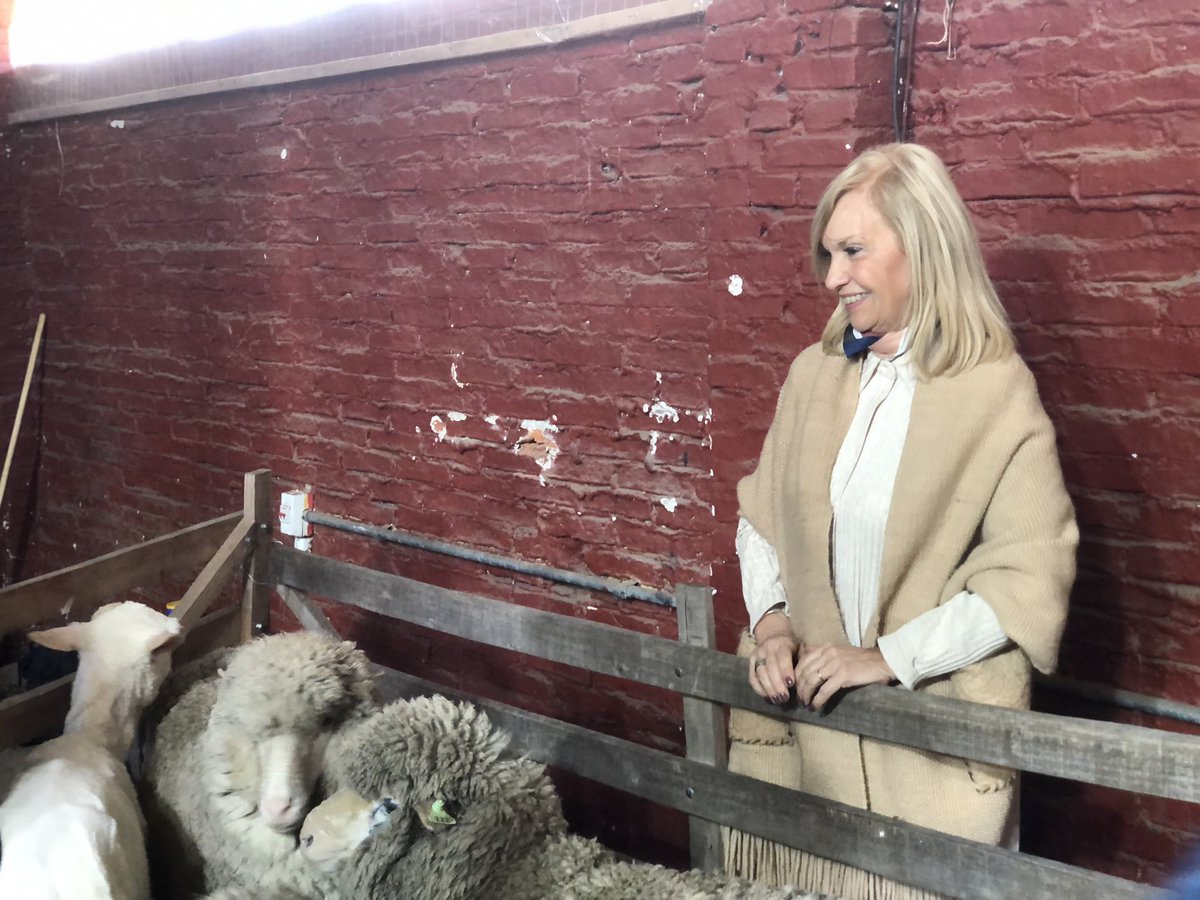 beatrizargimon's tweet photo. En la Sociedad Agropecuaria de Rocha, participando del lanzamiento de la Zafra Ovina 2022-2023 🐑

Sabemos del valor productivo, social y cultural que tiene el rubro ovino en nuestro país, en ese sentido, continuaremos trabajando para su desarrollo nacional e internacional. https://t.co/b6k8LayWOI
