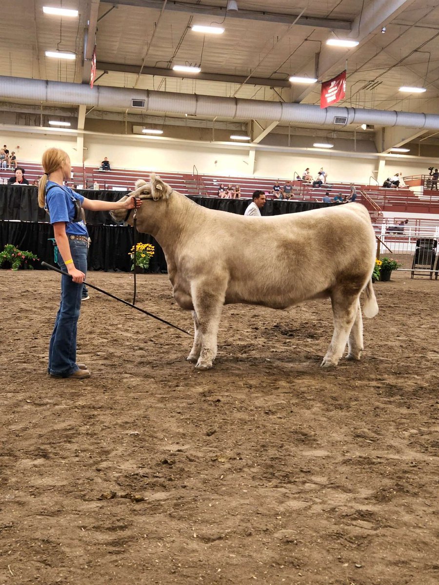 aurora_ffa10's tweet photo. Reserve Champion Composite Charolais Heifer. Congrats to Sarah Mead!!! https://t.co/B5cxaxYUKw