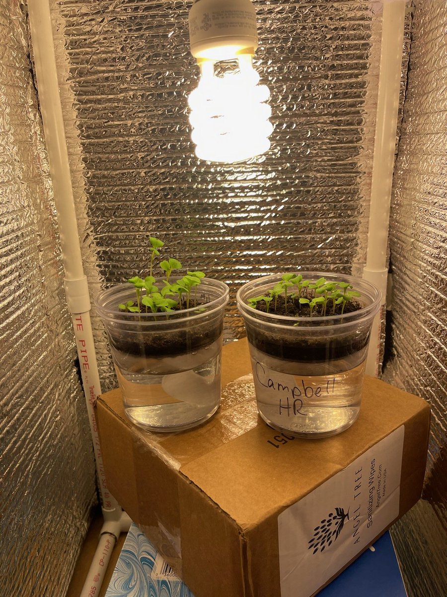 MrsAllenFourth's tweet photo. Our @fastplants are doing great! I was so nervous to leave them over the long weekend. But they are thriving! Thank you @Bone_4th for checking on them! @WarnerCFISD @CFISDScience https://t.co/vjN1G5pIJj