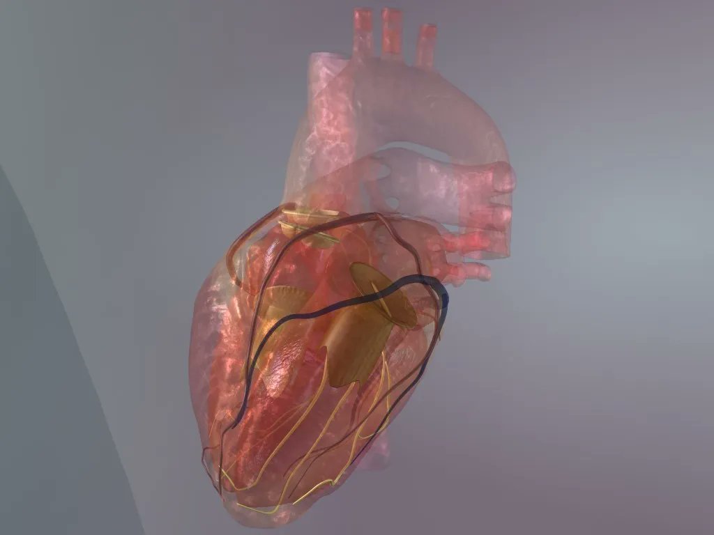 Medillustrates's tweet photo. This #3D #anatomicalheart by @encephaloCS is rendered using transparency to help show the outer vessels and internal #heart valves. A rotating version of this heart can also be viewed here: https://t.co/sTljmDg9ka 

#anatomy #cardiology #medicalillustration #sciart #medical https://t.co/opi25sR8HT