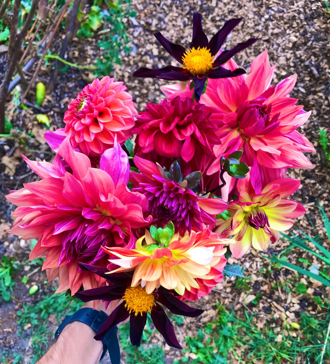 Daniel Hugill tweet media