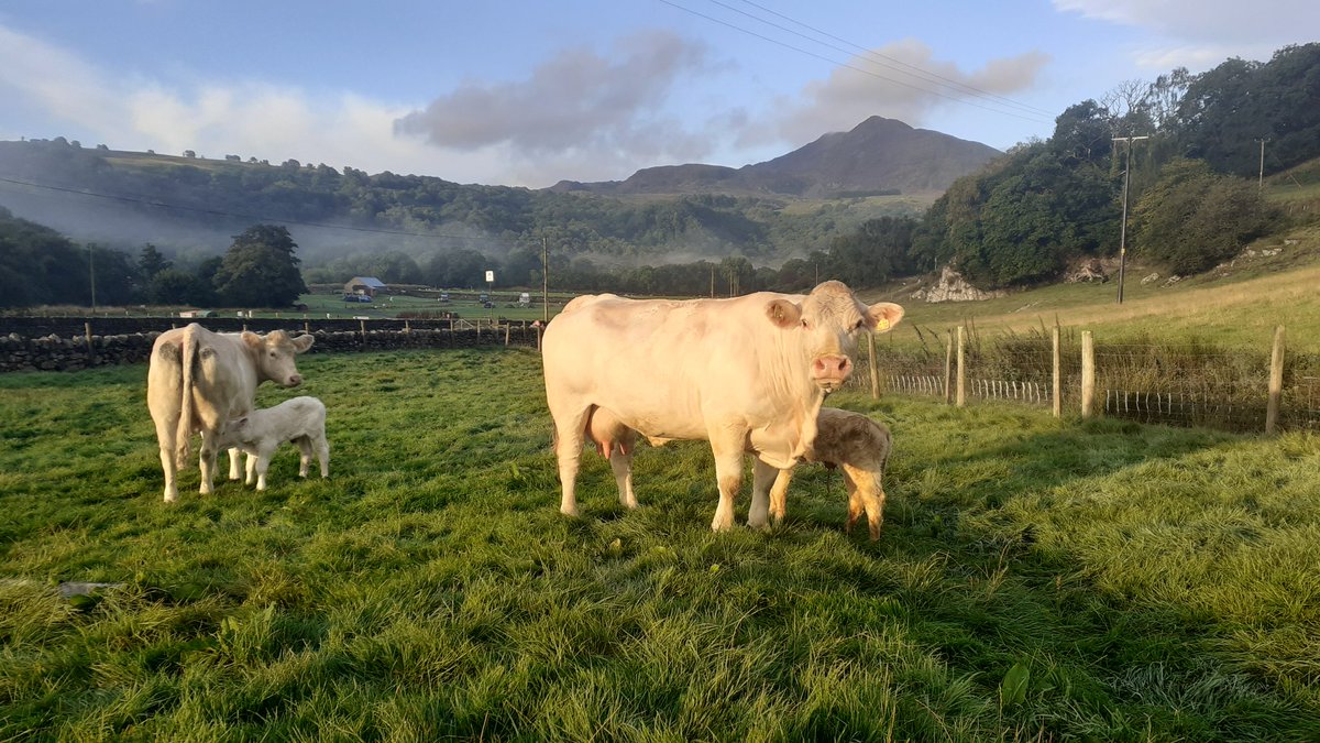 Fel mae'r ymwelwyr yn gadael ma'r lloua bach yn cyradd.
New arrivals! Haven't been further than Llanrwst in a long time but from what I hear we are very lucky in terms of grass for the animals #Drought2022
