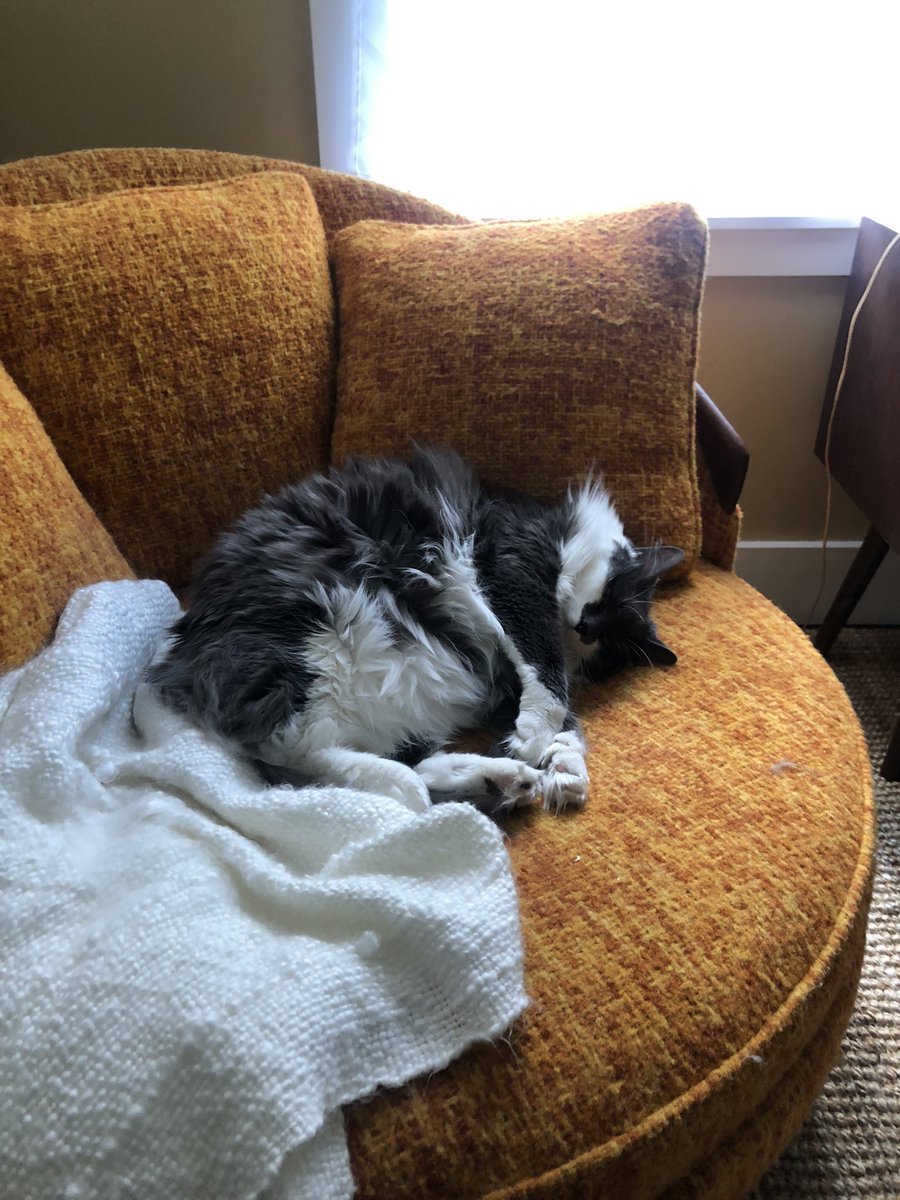 JackOLopeVT's tweet photo. My cat has her own chair. No, we did not buy it for her, but now whenever anyone sits in it she appears out of nowhere and just stares until you leave.
#CatsOfTwitter #HowDoesSheKnow https://t.co/4wccZsp8yp