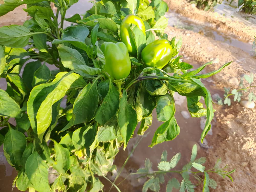MMuhammadIS's tweet photo. We are accustomed to beggaring our peers and omitting the natural resources that Allah has imparted to us.
#Dhud Bari Puntland _somalia https://t.co/cFSje9i114