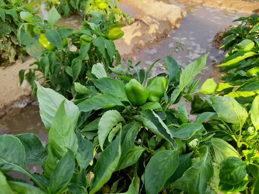 MMuhammadIS's tweet photo. We are accustomed to beggaring our peers and omitting the natural resources that Allah has imparted to us.
#Dhud Bari Puntland _somalia https://t.co/cFSje9i114