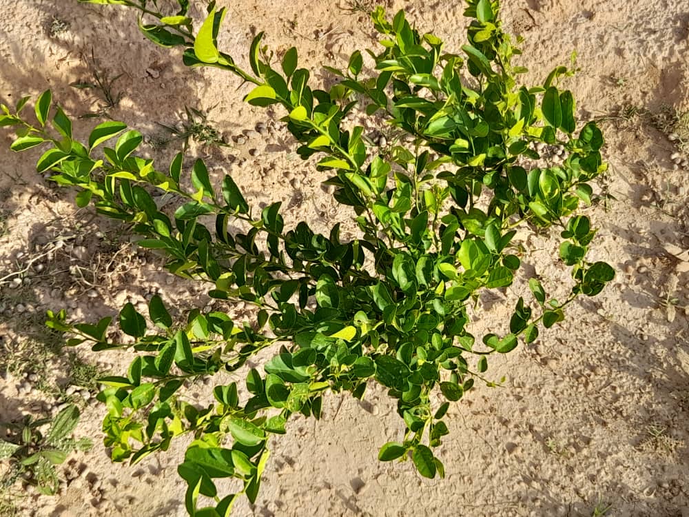 MMuhammadIS's tweet photo. We are accustomed to beggaring our peers and omitting the natural resources that Allah has imparted to us.
#Dhud Bari Puntland _somalia https://t.co/cFSje9i114