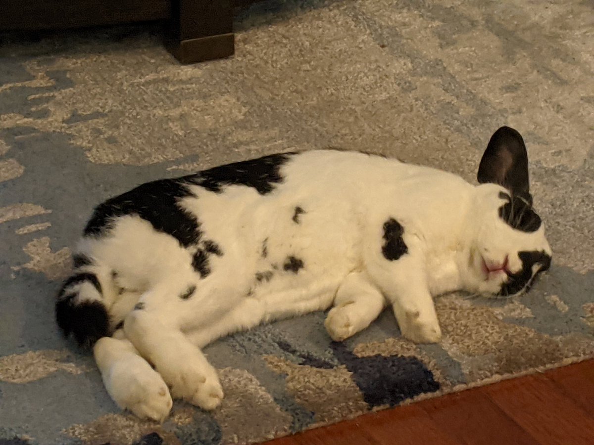 ReinenPhysics's tweet photo. @leslie_bern Happy birthday!! Here's a pic of when I thought my bunny died but turned out he was just sleeping. https://t.co/T8WlBsicuB