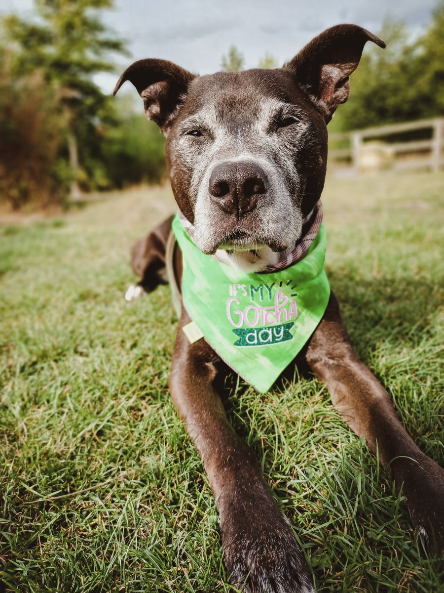 milesthestaffy's tweet photo. Hi frens! It was my 8th gotcha day yesterday π₯³
#RescueDogs #adoptdontshop
#gorchaday #livingmybestlife #staffycross #rescuestaffy #seniordog #dogoftheday https://t.co/40RGY7S9s1