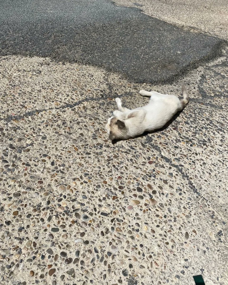 ¿Alguien la reconoce? #EscacenadelCampo, #Huelva.

Nos piden ayuda para encontrar a la posible familia de esta gatita bastante cariñosa. Si alguien sabe algo o puede ayudar, que avise al contacto publicado. RT.

Contacto: 605 737 471 (Miriam).

#PaternaAnimalistaProyectoCES