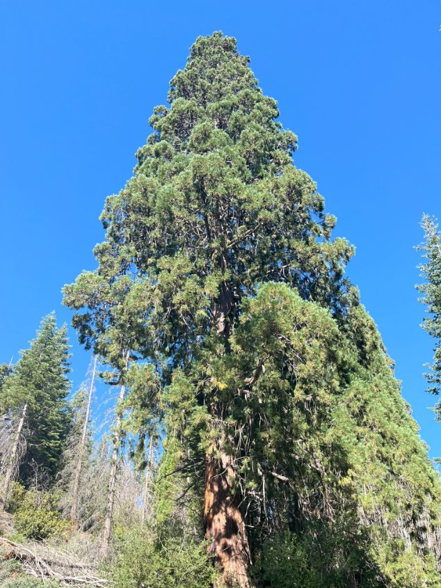 DyerDialogue's tweet photo. @AmericanForets #SeedSeptember continues this week in #California – our Reforestation Manger scouting for Sugar pine, Jeffrey pine &amp; Giant sequoia on the @SequoiaForest. Genetic diversity goals must be met when planning collections to ensure #resiliency in future #reforestation! https://t.co/aR4sDi9cMd