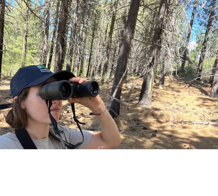DyerDialogue's tweet photo. @AmericanForets #SeedSeptember continues this week in #California – our Reforestation Manger scouting for Sugar pine, Jeffrey pine &amp; Giant sequoia on the @SequoiaForest. Genetic diversity goals must be met when planning collections to ensure #resiliency in future #reforestation! https://t.co/aR4sDi9cMd