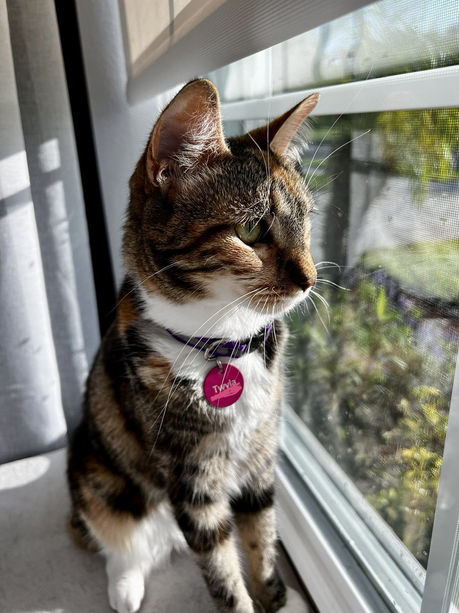 TwylaCat's tweet photo. Mum decided we should wear collars. I think I look quite posh! https://t.co/qLzRo8mjOR