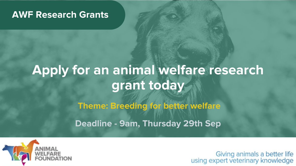 AWF_VETS's tweet photo. If you have an idea for a #AWFResearch project on the #animalwelfare impacts of breeding, we want to hear from you!  Projects addressing the topic "Meeting demand without compromising animal welfare" are of particular interest.

Find out more and apply:  https://t.co/aBRwbMJ4Yn https://t.co/Y7zgCORQiK