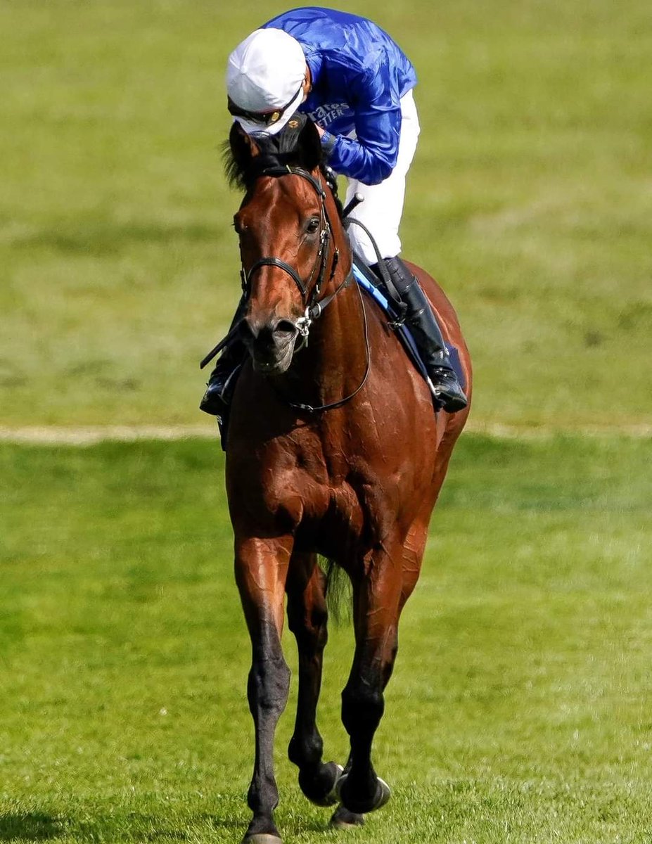 HORSERACING1002's tweet photo. COROEBUS 🇮🇪 2019
(DUBAWI - FIRST VICTORY BY TEOFILO) #Coroebus
B/O Godolphin 🇮🇪 Mar 19, 2019
T/ Charles Appleby
7-4-1-0----813,185 dls
Autumn S G3, St James Palace S G1, 2000 Guineas S G1
2nd Royal Lodge S G2
Dead Sep 4, 2022 https://t.co/qCA0K5q94v