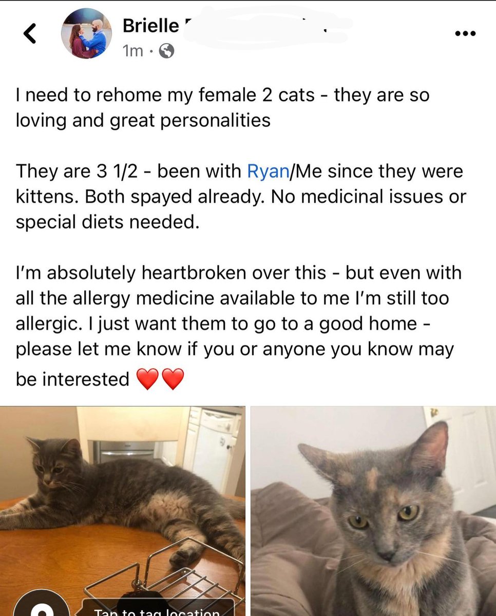 kbc_325's tweet photo. My recently-widowed friend needs to find a new home for her two sweet cats, Parra &amp; Emmy. They're in Philadelphia and need to stay together! Please share 💕 https://t.co/M4Zc66sVkD