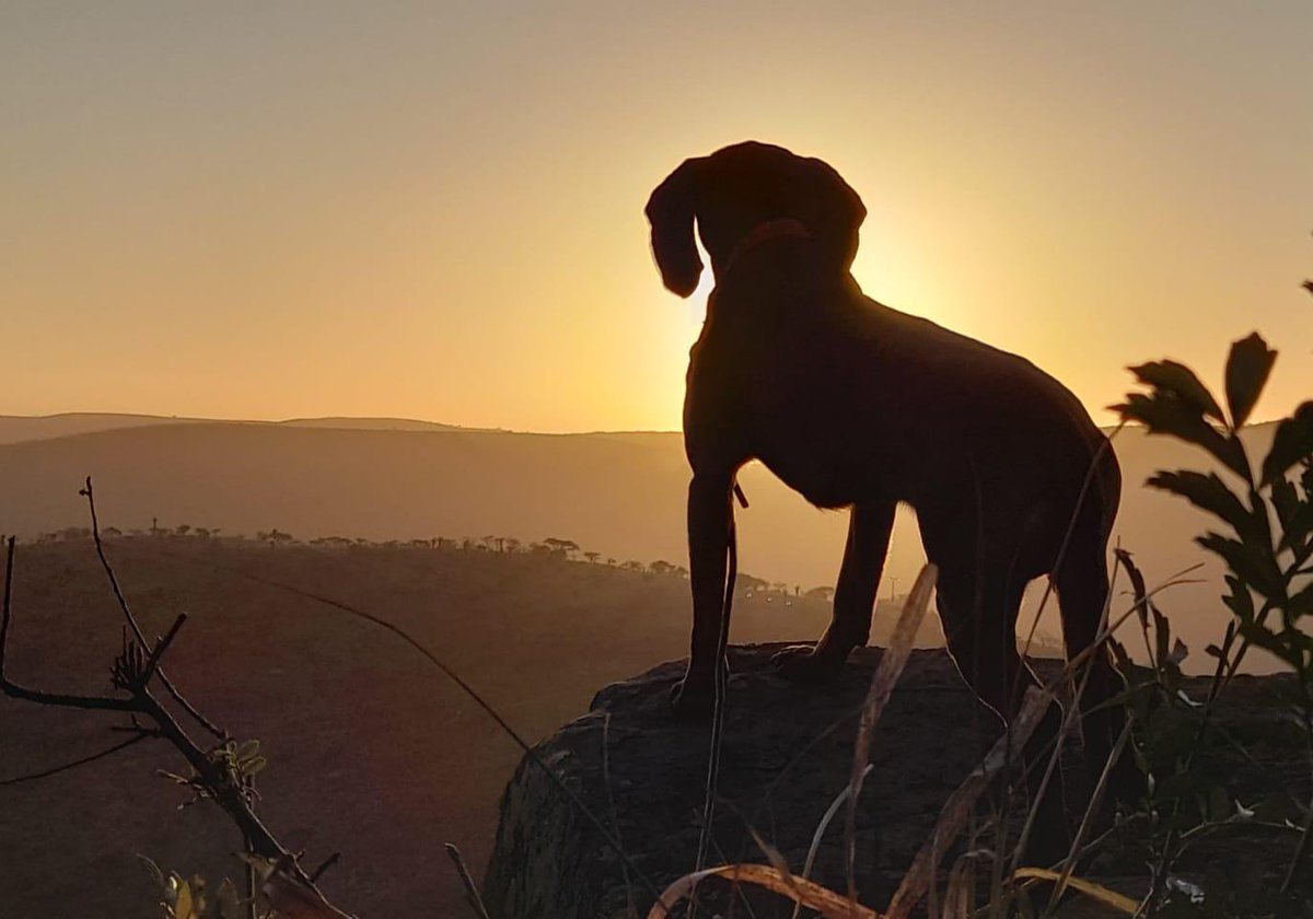 DogsScent's tweet photo. @RhinosGCF Thor on patrol. We got a lovely picture of him, which a field ranger just send us. Thank you for this! 

#k9 #globalconservationforce #bavarianmountainhound #beiersebergzweethond #trackingdog #trackingdogs #antipoachingdogs #fieldrangers #scentimprintconservationdogs https://t.co/2d6Mf6qoHC