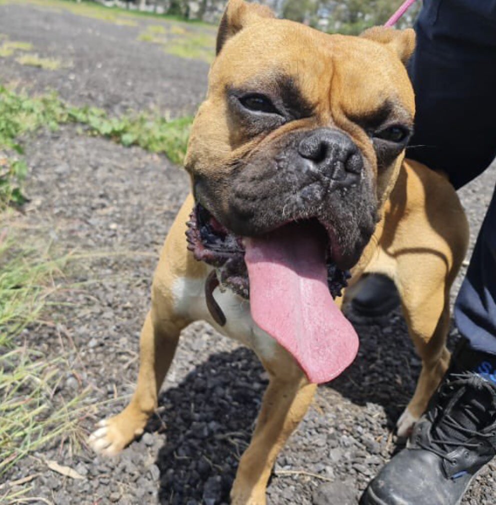 c4jimenez's tweet photo. BUSCA HOGAR!
Él es Pericles
Este perro fue rescatado por el personal de la Brigada de Vigilancia Animal de @SSC_CDMX.
Hoy se encuentra con ellos, pero busca una familia y hogar. 
Si quieres llevarlo a casa, y puedes cuídalo... contáctalos.
O escríbele a @LetyVarela https://t.co/lFV6iuW7pJ