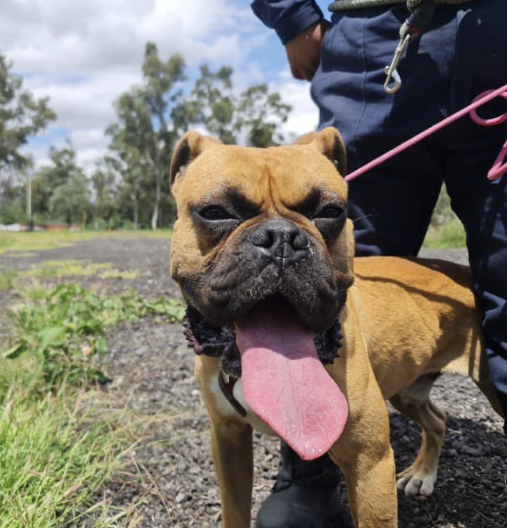 c4jimenez's tweet photo. BUSCA HOGAR!
Él es Pericles
Este perro fue rescatado por el personal de la Brigada de Vigilancia Animal de @SSC_CDMX.
Hoy se encuentra con ellos, pero busca una familia y hogar. 
Si quieres llevarlo a casa, y puedes cuídalo... contáctalos.
O escríbele a @LetyVarela https://t.co/lFV6iuW7pJ